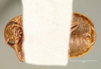 Media type: image; Entomology 9280   Aspect: habitus ventral view